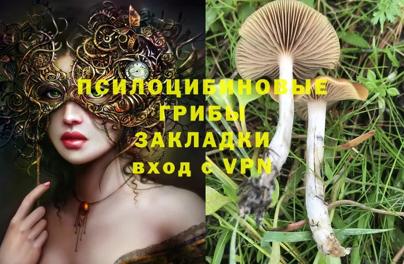 Псилоцибиновые грибы Psilocybe  продажа наркотиков  Заречный 